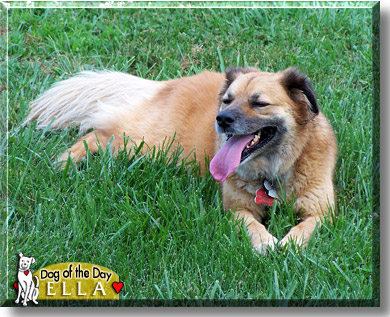 Ella, the Dog of the Day