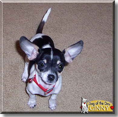 Ginny, the Dog of the Day