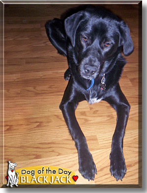 BlackJack, the Dog of the Day