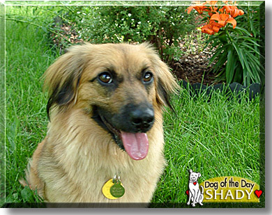 Shady, the Dog of the Day