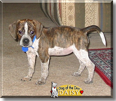 Daisy, the Dog of the Day