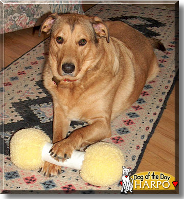 Harpo, the Dog of the Day