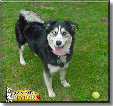 Peyton, the Dog of the Day