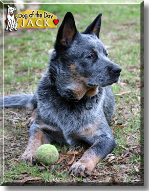 Jack, the Dog of the Day