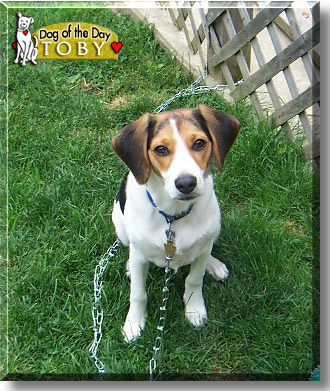 Toby, the Dog of the Day