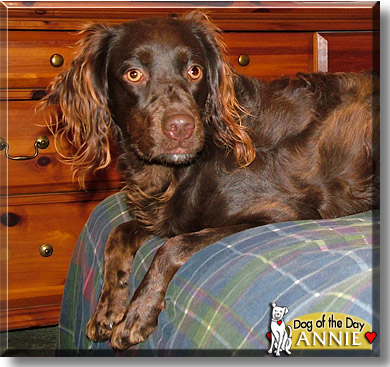 Annie Maybelle, the Dog of the Day