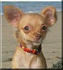 Chispi