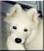 Sammy