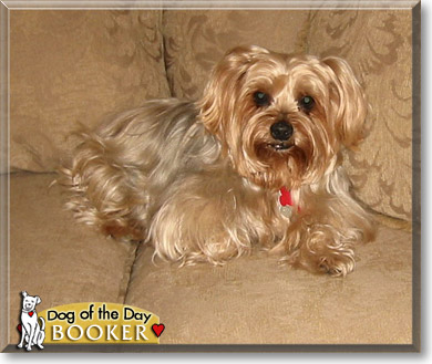 Booker, the Dog of the Day