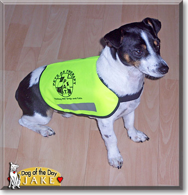 Jake, the Dog of the Day