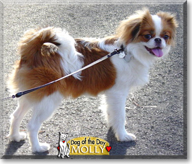 Molly, the Dog of the Day