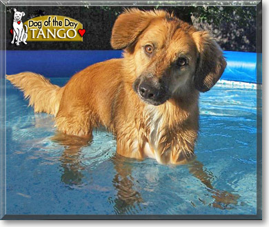 Tango, the Dog of the Day