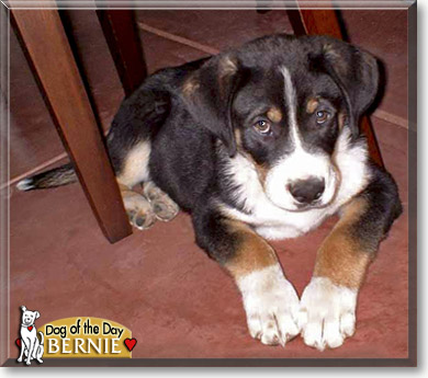 Bernie Dog