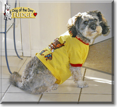 Fudge, the Dog of the Day