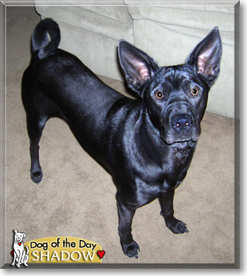Shadow, the Dog of the Day
