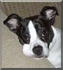 Cooper