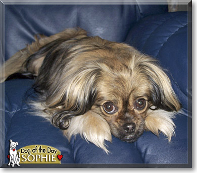 Sophie, the Dog of the Day