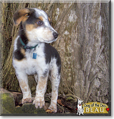 Beau, the Dog of the Day