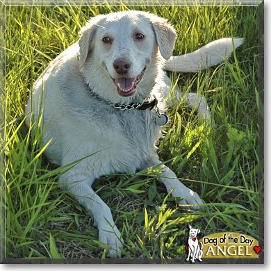 Angel, the Dog of the Day