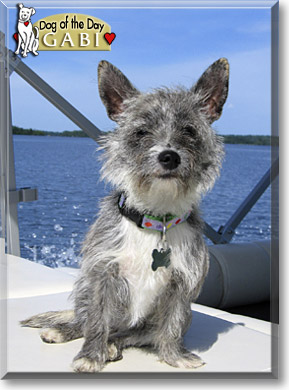Gabi, the Dog of the Day