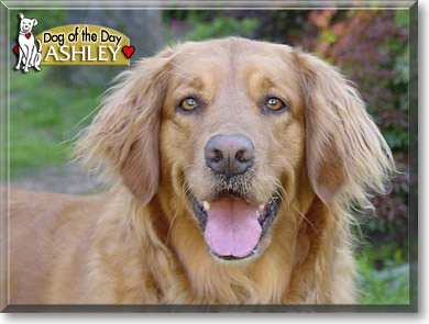 Ashley, the Dog of the Day