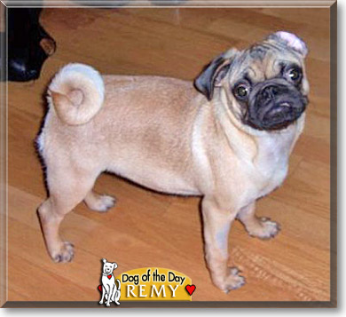 Remy, the Dog of the Day