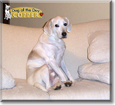 Copper, the Dog of the Day