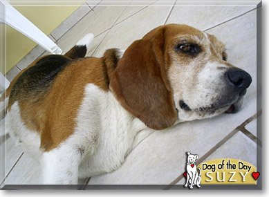 Suzy, the Dog of the Day