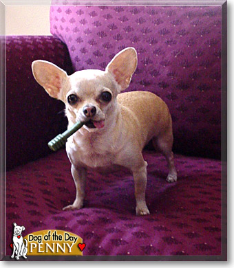 Penny, the Dog of the Day