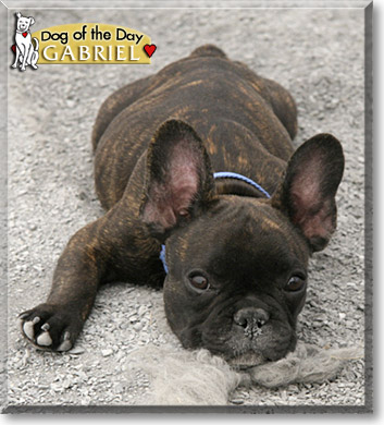 Gabriel, the Dog of the Day