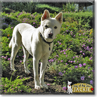 Jindo store lab mix