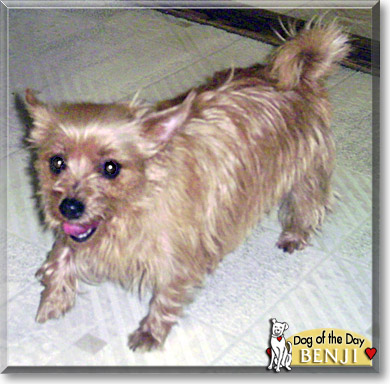Benji, the Dog of the Day