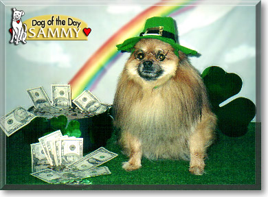 Sammy, the Dog of the Day