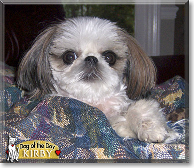 Kirby, the Dog of the Day