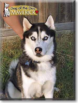 Maverick, the Dog of the Day
