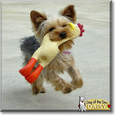Daisy, the Dog of the Day