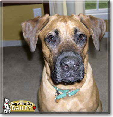 Bailey, the Dog of the Day