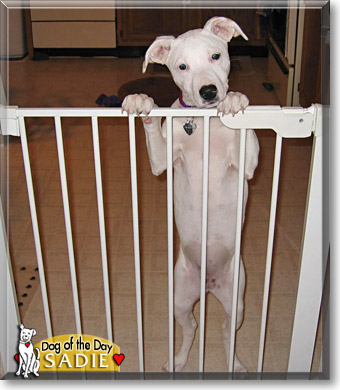 Sadie, the Dog of the Day