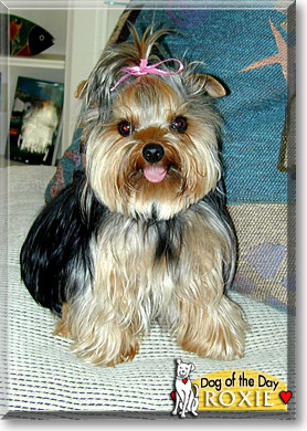 Roxie, the Dog of the Day