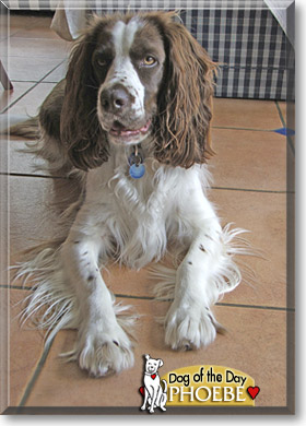 Phoebe, the Dog of the Day