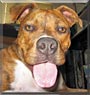 Harvey