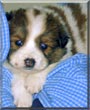 Daisy