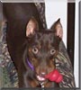 Rocky