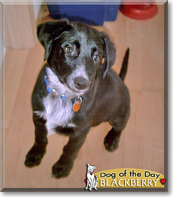 Blackberry, the Dog of the Day