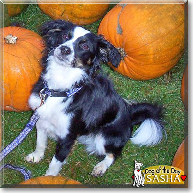 Sasha, the Dog of the Day