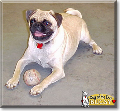 Bugsy, the Dog of the Day