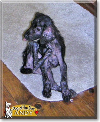 Andy, the Dog of the Day