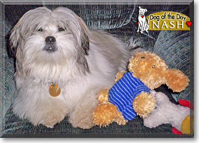 Nash, the Dog of the Day