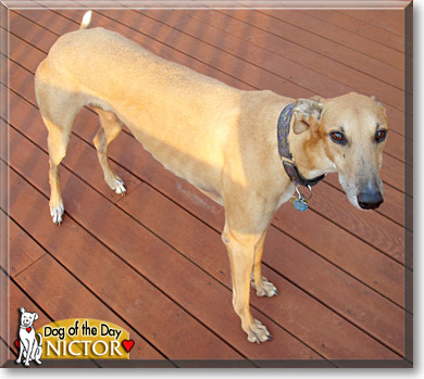 Nictor, the Dog of the Day