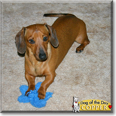 Copper, the Dog of the Day